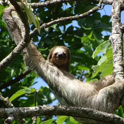 Agroforestry en bosherstel in Nicaragua