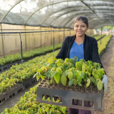 Agroforestry en bosherstel in Nicaragua