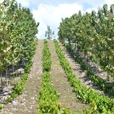 Agroforestry cacao