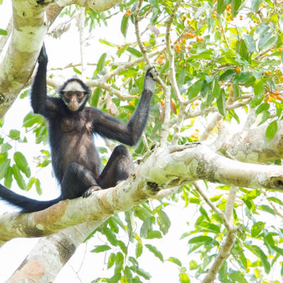 Bescherming van de Amazone in Brazilië